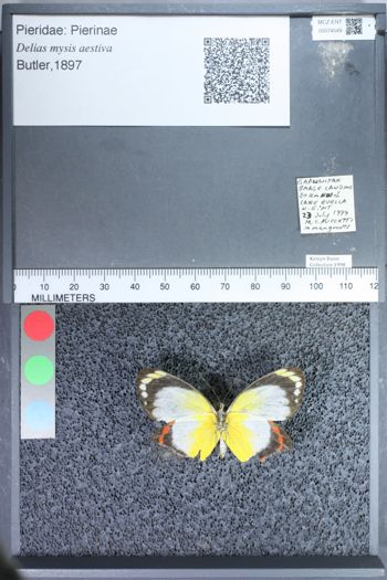 Media type: image;   Entomology 74549